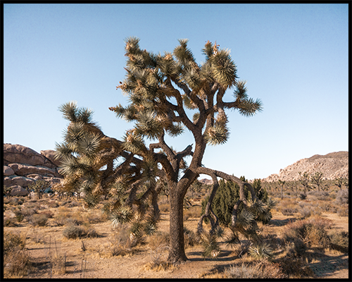 This poster features a tall Joshua Tree in a valley filled with Joshua Trees during a sunny day.