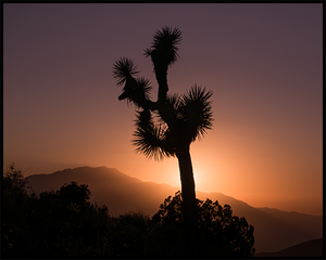 A poster of a Joshua Tree against a vibrant sunset in California. 