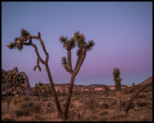 A poster of a valley filled with Joshua Trees against a blue and purple sunset sky. 