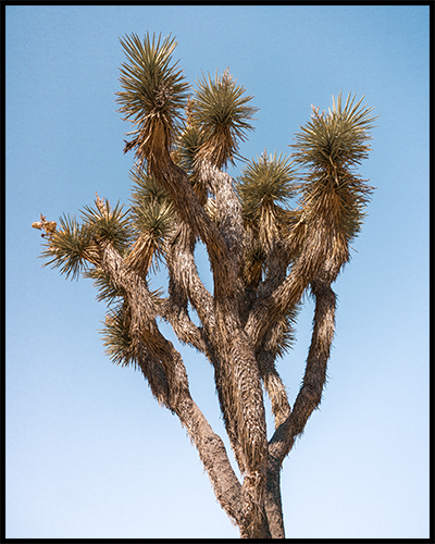 This poster features a prickly Joshua Tree against a blue sky. 