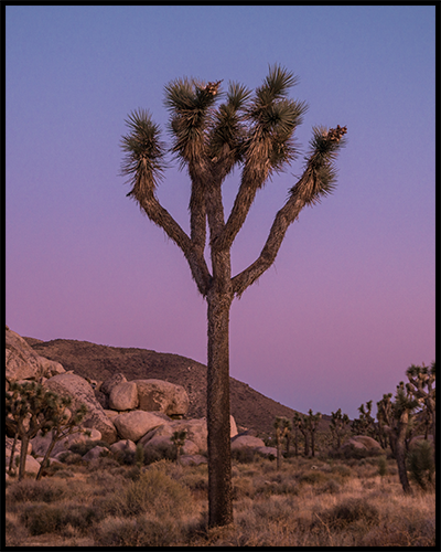 This poster features a tall Joshua Tree in the desert against a blue and purple-colored sunset sky. 