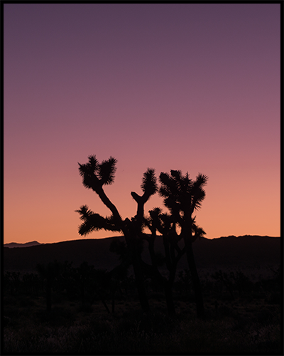 This Joshua Tree Poster features the silhouette of a Joshua Tree against a vibrant orange and purple-colored sunset. 