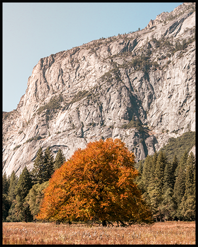 Poster featuring a bright orange tree against pale granite rock formations in Yosemite National Park (United States).